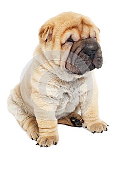 Young sharpei puppy dog