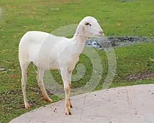 Young sheared sheep in farm