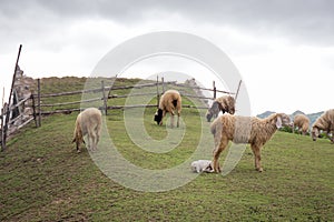 Young sheep with baby sheep on green grass field and sheeps back