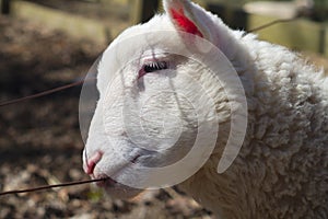 Young sheep biting fence, white lamb portrait isolated