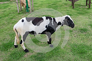 Young sheep black white on lawn