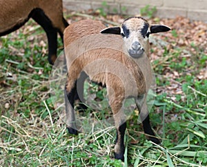 Young sheep of Cameroon