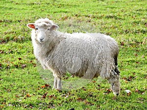 Young sheep in field at Bullsland Farm, Chorleywood