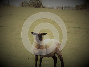 Young Sheep In Field, Crookham, Northumberland UK photo