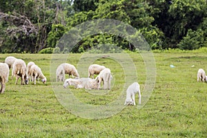 Young sheep on grass