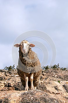 A young sheep grazes in the mountains against a clear sky