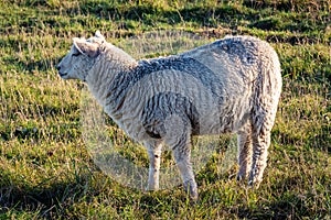 A young sheep in grazing area