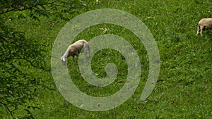 Young sheep grazing in a pasture