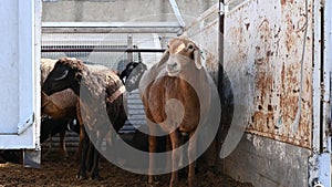 Young sheep inside lorry truck on sunday animal market