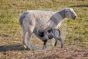 A young sheep lamb suckles with its mother