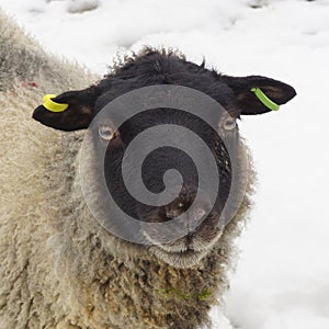 Young sheep / Lamb on a winter day