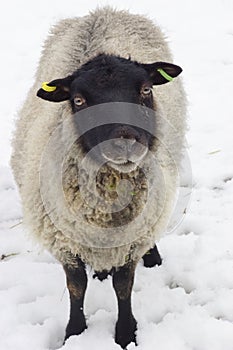 Young sheep / Lamb on a winter day