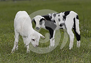 Young sheep lambs discovering green grass