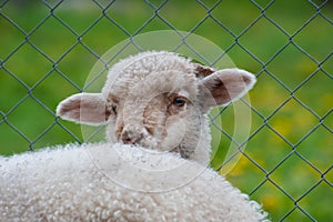 Young sheep looking over hes brother