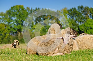 Young sheep lying with flock