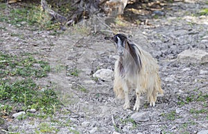Young sheep lying and looking at the camera