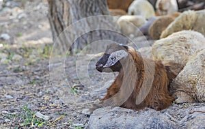 Young sheep lying and looking at the camera