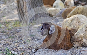 Young sheep lying and looking at the camera