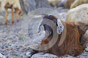 Young sheep lying and looking at the camera