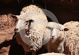 Young Sheep in a paddock