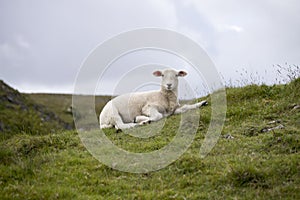 Young sheep resting on a hill