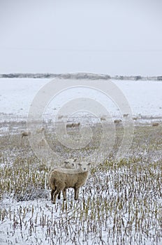 Young sheep in snow covered field.