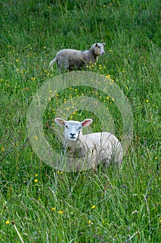 Young sheep standing in fresh, green meadow