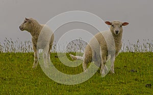 Young sheep walk on green grass