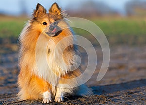 Young sheltie dog sits