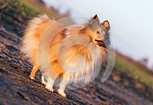 Young sheltie dog stands