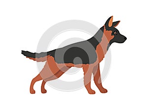 Young shepherd. Cartoon police dog, german shepsherd, vector illustration