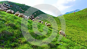 Young shepherd follows flock of sheep. Sheep herd grazes on high-mountainous green hills, located near scenic mountain road