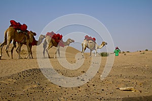 Young shepherd walks with his group of camels in Dubai, UAE