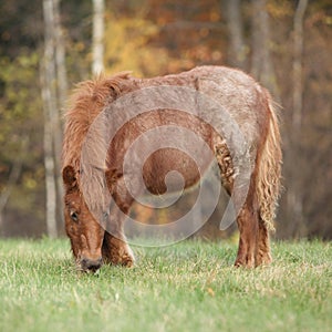 Young shetland pony in autumn