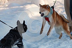 The young Shiba Inu bared his teeth and charged at the other dog