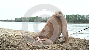 Young shiba inu dog playing in the sand near the river