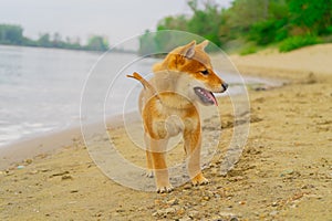 Young shiba inu dog playing in the sand near the river