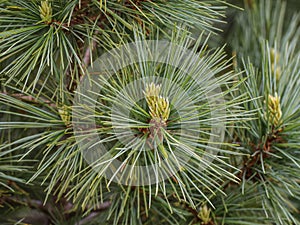 Young shoot on the branch of Macedonian pine photo