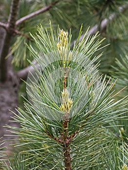 Young shoot on the branch of Macedonian pine photo