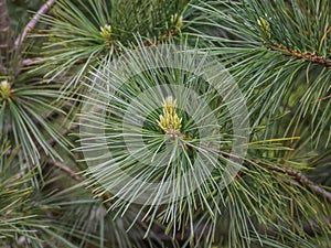 Young shoot on the branch of Macedonian pine photo