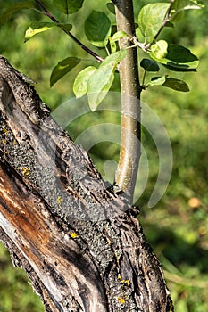 A young shoot with green leaves on an old tree trunk