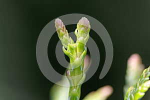 Young shoot of a hiba tree Thujopsis dolabrata