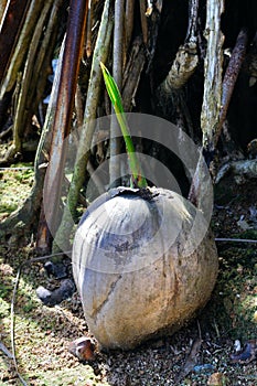 Young shoot of a palm tree from a coconut.