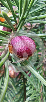 A young shoot of the pine tree with pine cones appears in spring