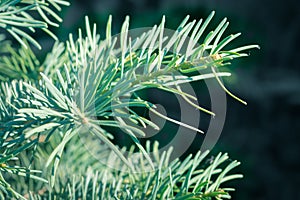 Young shoots of Abies concolor white fir. Beautiful large green to blue soft needles