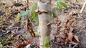 Young shoots appear in the eyes of cassava photo