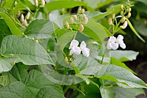 Young shoots and bean flowers in the field