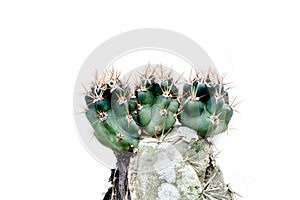 Young  shoots of beautiful green cactus, white background.