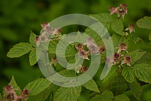 Blossoming Raspberry Shoots in the Garden.Raspberry Flower Buds photo