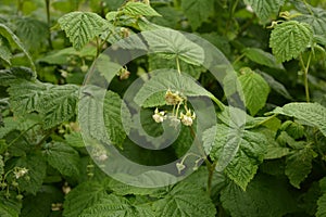 Blossoming Raspberry Shoots in the Garden.Raspberry Flower Buds photo
